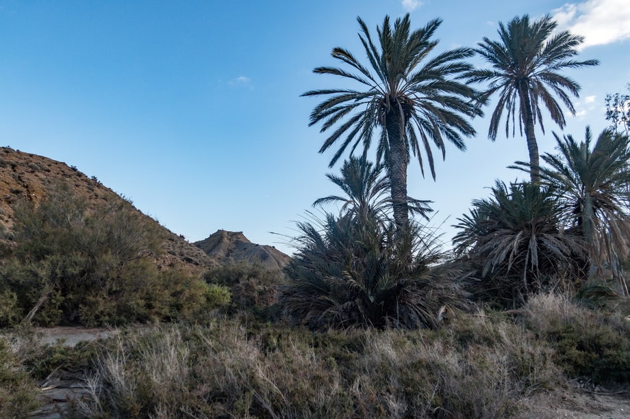THE OASIS OF LAWRENCE OF ARABIA