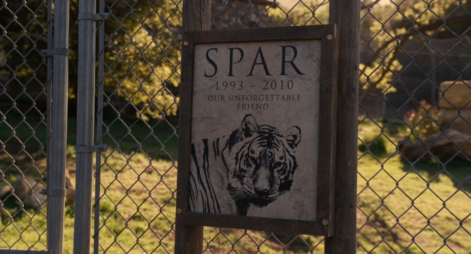 We bought a zoo Tiger